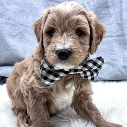 Green Boy - Red  male Goldendoodle puppy in Travelers Rest, South Carolina from Bailey Mountain Doodles