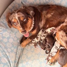Chili-Full tail and blue eyes likely - Red merle male Australian Shepherd puppy in Penrose, Colorado from Best Friend Aussies