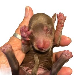 Chocolate and Cream Female - Chocolate and cream female Dachshund puppy in Medina, Ohio from STORIED DOXIES