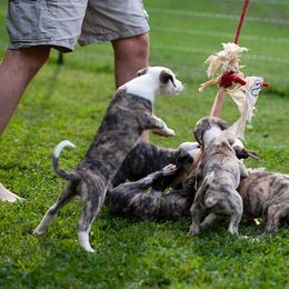 Whippet Puppies from Aperture Whippets