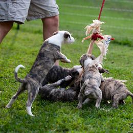 Whippet Puppies from Aperture Whippets