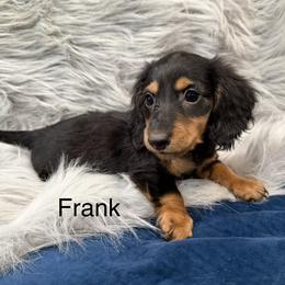 Frank - Black and tan male Dachshund puppy in Cabool, Missouri from Dachshund's of Country Magic Farms in Missouri
