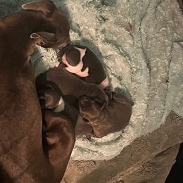 Italian Greyhound Puppies from Fisher Link