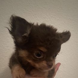 Dior - Chocolate brindled fawn male Chihuahua puppy in Runnels County, Texas from StarChihahuajoy