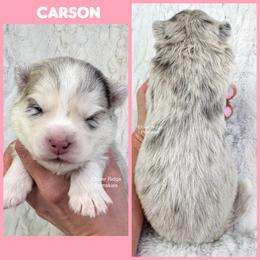 Carson - Merle female Pomsky puppy in Sheffield, Iowa from Clover Ridge Pomskies
