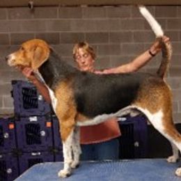 Beagles and English Foxhounds from Desperado Beagles & English Foxhounds