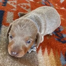 Otis - Fawn (isabella) and tan male Dachshund puppy in Okeechobee, Florida from HotShot Kennels