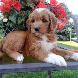 Cavalier King Charles Spaniel, Goldendoodle, and Golden Retriever Puppies from Outback Puppies