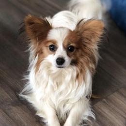 Penny - Papillon
