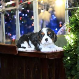 Holly - Tri-color female Cavalier King Charles Spaniel puppy in San Jose, California from Alpine Breeze Cavaliers