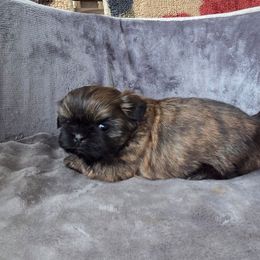 Bentley - Brindle male Shih Tzu puppy in Waynesboro, Pennsylvania from Big Win Shih Tzus