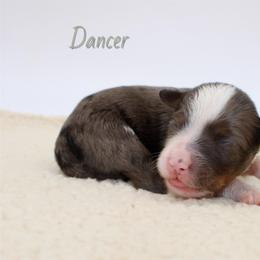 Dancer - Blue merle female Aussiedoodle puppy in Foxworth, Mississippi from Ten Mile Aussies