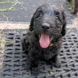 Daisy - Black female Australian Labradoodle puppy in Sturbridge, Massachusetts from Pawlite Best Friends