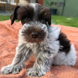 Mabel - Liver female Miniature Schnauzer puppy in La Mirada, California from SchnauzersRus
