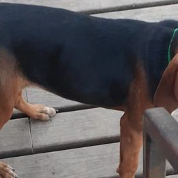 Australian Cattle Dogs and Redbone Coonhounds from Stars and Stripes Heelers and Hounds