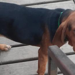Australian Cattle Dogs and Redbone Coonhounds from Stars and Stripes Heelers and Hounds