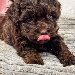 Poodles from NanaPoppins