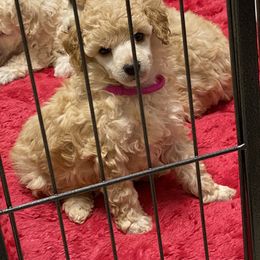 Poodle Puppies from Zoelle Poodles