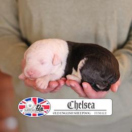 Chelsea - Gray and white female Old English Sheepdog puppy in Cleveland, Tennessee from Narrow Path Old English & Sheepadoodles