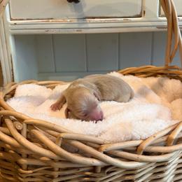 Goose - Cream male Dachshund puppy in Modesto, California from Golden State Mini Doxies