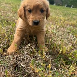 Bear - Chocolate male Goldendoodle puppy in Louisburg, North Carolina from Lakes Golden Doodles