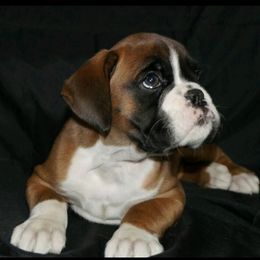 Boxer Puppies from Big Mac Boxers