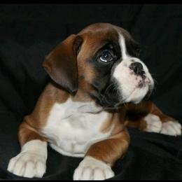 Boxer Puppies from Big Mac Boxers