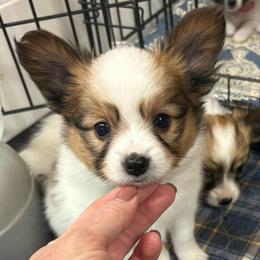 Donald (green) - White and sable male Papillon puppy in Chattanooga, Oklahoma from Lottie Dottie Scottie’s and Papillons