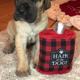 Great Dane Puppies from Great Alaskan Danes