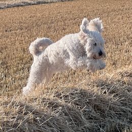 Journey - Goldendoodle
