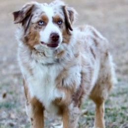 Cadi - Miniature Australian Shepherd