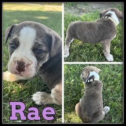 Rae - Gray brindle female Olde English Bulldogge puppy in Wheeler, Michigan from Haase Family Kennels