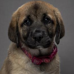 Anatolian Shepherd Dog Puppies from Fiddler’s Dream Anatolians