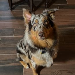 Ruger - Australian Shepherd