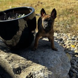 Scrooge - Yellow male Dutch Shepherd puppy in Clarksville, Tennessee from Vuurhart Herders