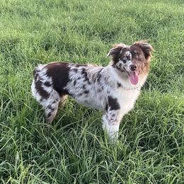Aspen - Miniature Australian Shepherd