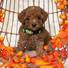 Yale - Red  male Poodle puppy in Belleville, New Jersey from TK Poodles