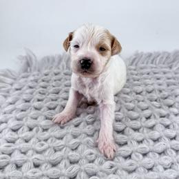 Beanie - Parti male Goldendoodle puppy in Jamestown, Kentucky from Milk & Honey Doodles