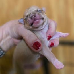 Matrix - Chocolate sabled fawn male Chihuahua puppy in Orange, Texas from Tiny Paws from God
