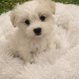 Marshmallow - White male Maltese puppy in North Myrtle Beach, South Carolina from Perfect Puppies