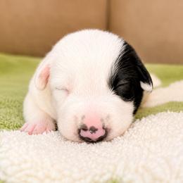 Myrtle - Female - Black and white female Border Collie puppy in Avery, Texas from Willa Creek Border Collies