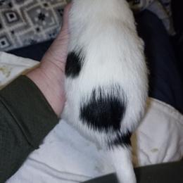 Grey collar - Black and white male Parson Russell Terrier puppy in Branford, Florida from Loyalville
