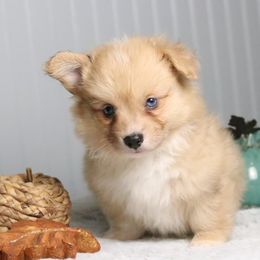 Cider (Fluffy) - Sable merle and white male American Corgi puppy in Fayetteville, Arkansas from Intergalactic Corgis