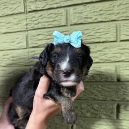 Grape - Tri-color female Bernedoodle puppy in Carmichaels, Pennsylvania from JensenBelle Doodles