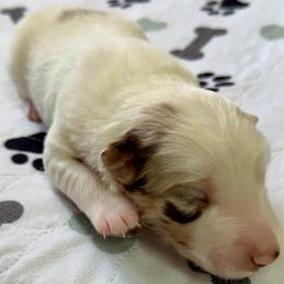 Mr. Freeze - White and seal male Border Collie puppy in Rickman, Tennessee from Roaring River Border Collies