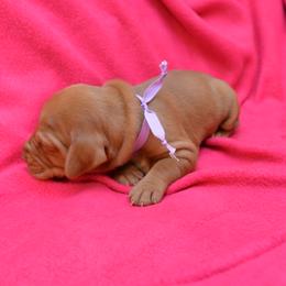 Vizsla Puppies from Summit Vizsla (we can deliver to you)