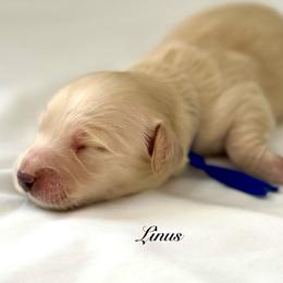 Linus - Cream male Dachshund puppy in Ormond Beach, Florida from Meadow Ridge Dachshunds