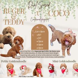 Upcoming Litter male pick 4 - Red  male Goldendoodle puppy in Hopkins County, Texas from Boutique Doodles
