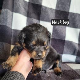 Black boy - Black and mahogany male Rottweiler puppy in Custer County, Oklahoma from Rough Creek Kennels