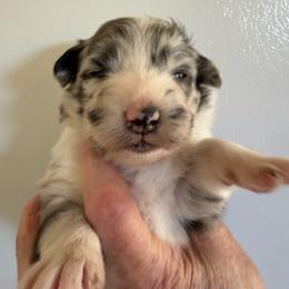 Aquamarine - Blue merle female Australian Shepherd puppy in Ellensburg, Washington from Creekside Aussies